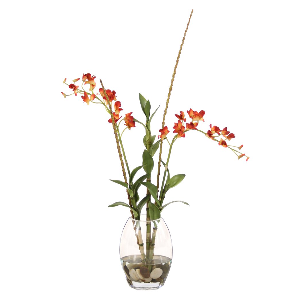 Orchid Flowers - Abu Dhabi - Stores Flower - m