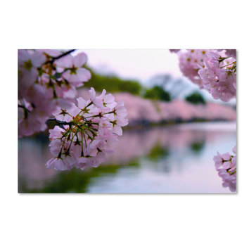 Cherry Blossoms