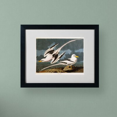 trademark tropic matted framed bird audubon james painting john fine