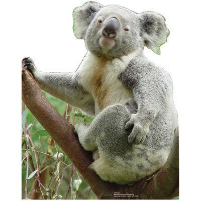 Animals Koala Bear Cardboard Stand-Up | Wayfair