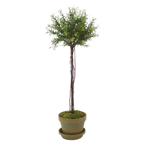 Distinctive Designs Rosemary Topiary in Pot & Reviews | Wayfair