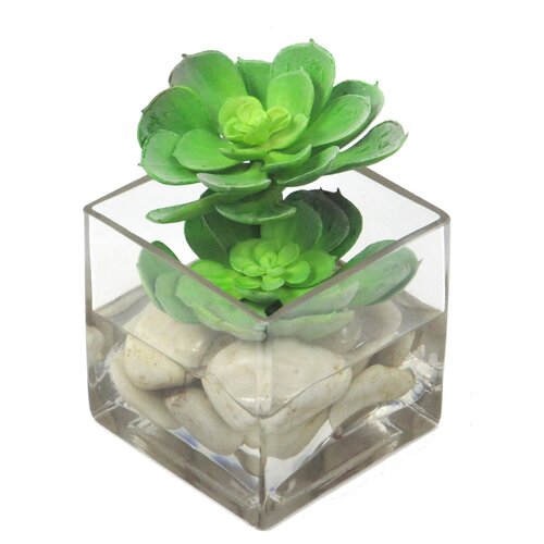 Faux Echeverias in Glass Cube by Creative Branch