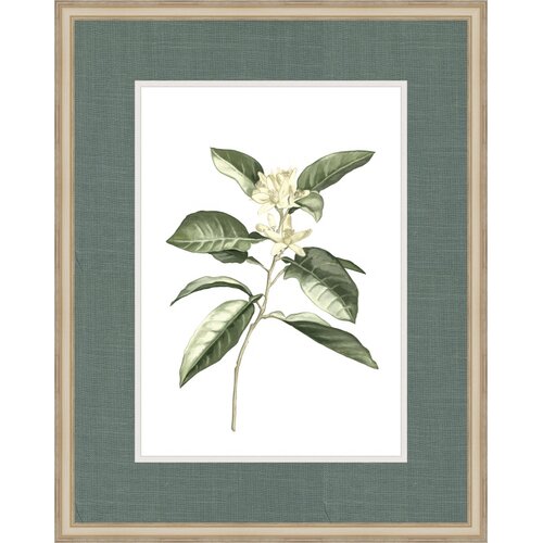 Botanical Simplicity V by Choate Design Framed Graphic Art by Melissa