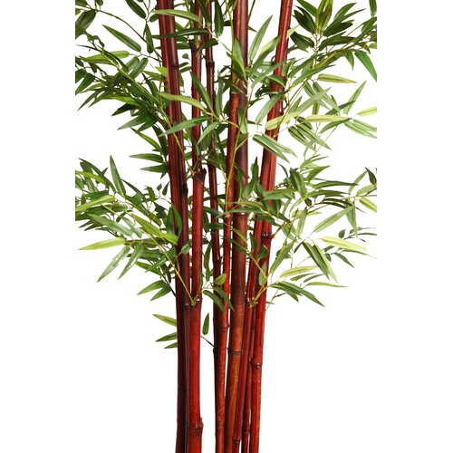 Harvest Bamboo Tree in Pot by Laura Ashley Home