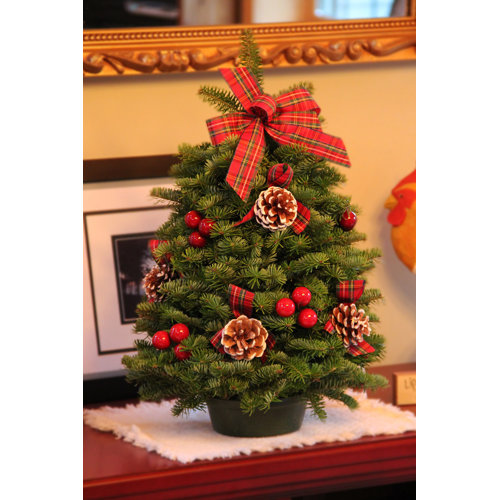 Frosted Christmas Tabletop Tree Wayfair