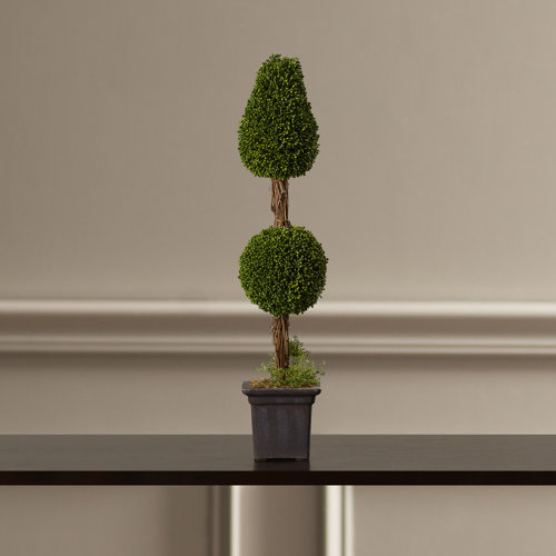 Perserved Greens Double Ball Topiary in Pot Wayfair