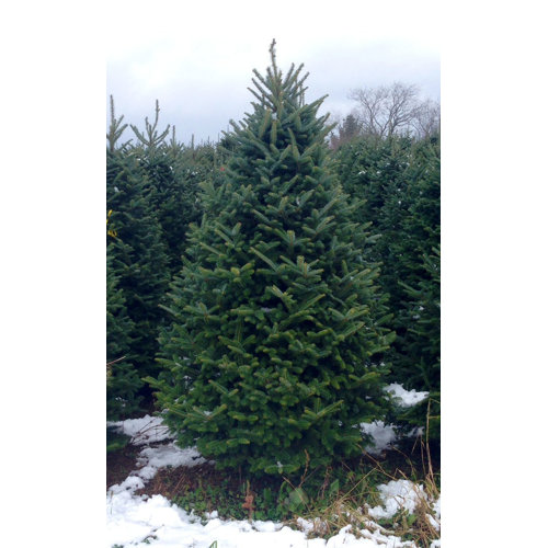 real christmas trees delivered 5 5 6 green fir freshly real christmas trees delivered 5 5 6 green fir freshly