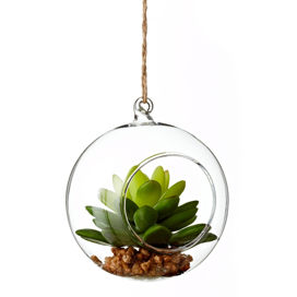 Industrial Garden Organic Glass Succulent          (Set of 6)