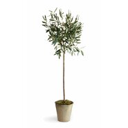 Conservatory Olive Tree in Pot