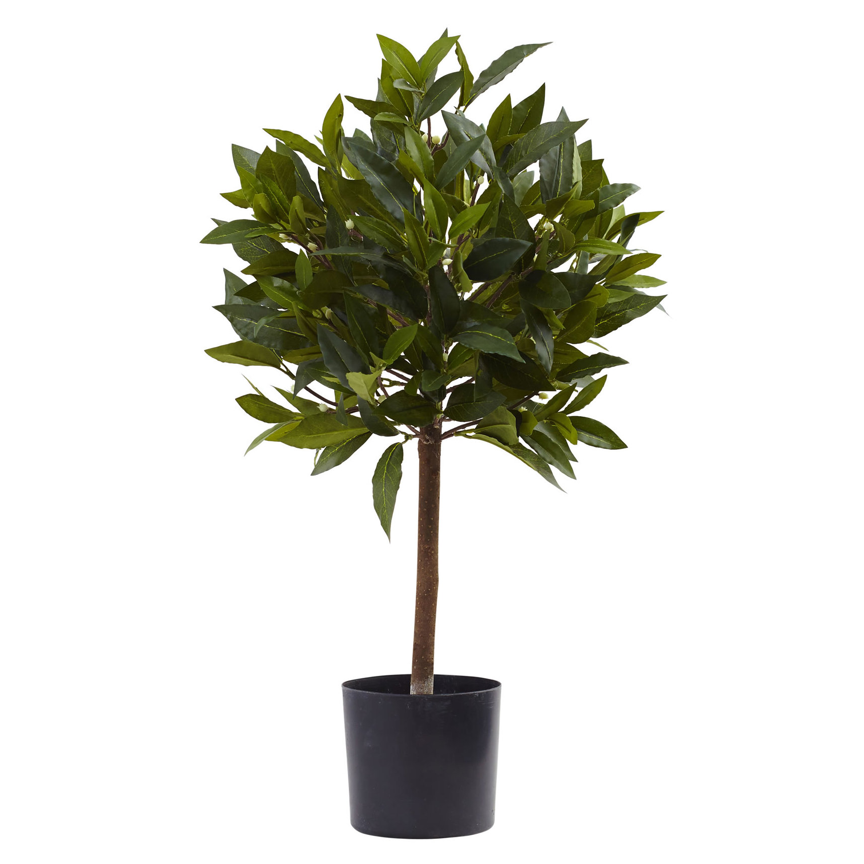 Sweet Bay Mini Ball Tree in Pot Wayfair