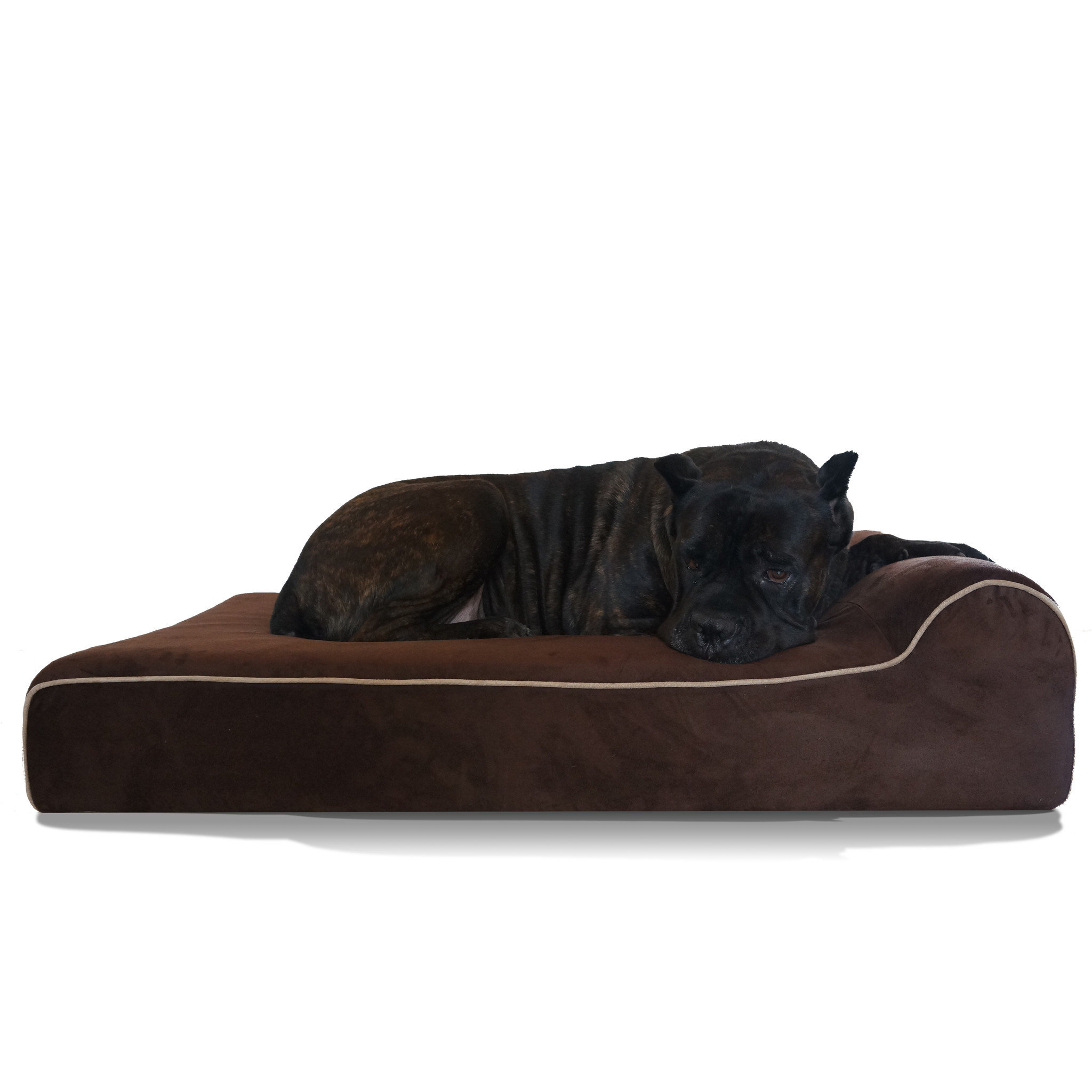 Bully Dog Bed Wayfair