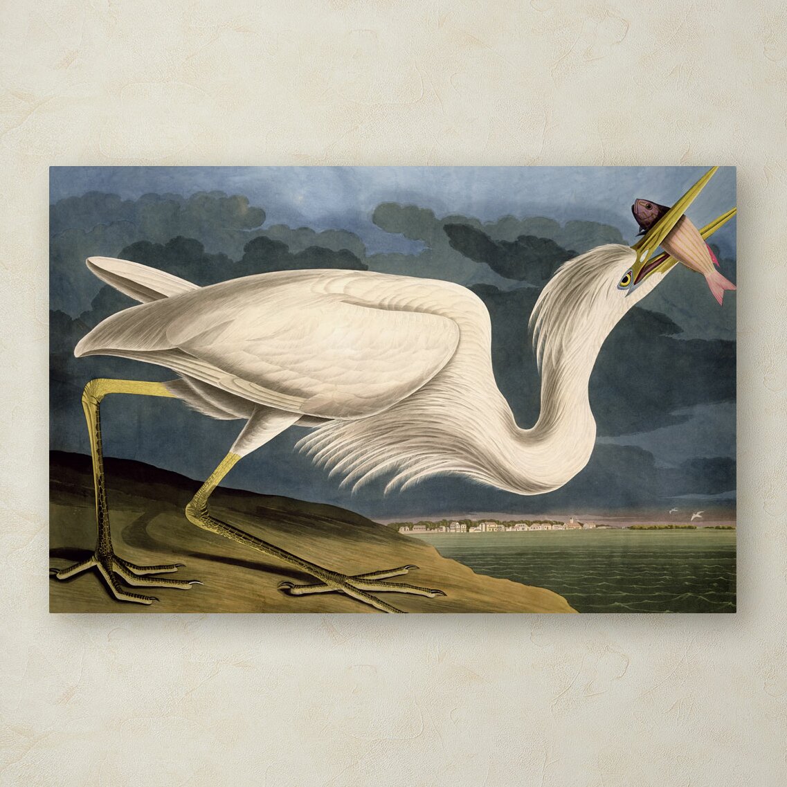 'Great White Heron' by John James Audubon Painting Print on Wrapped ...