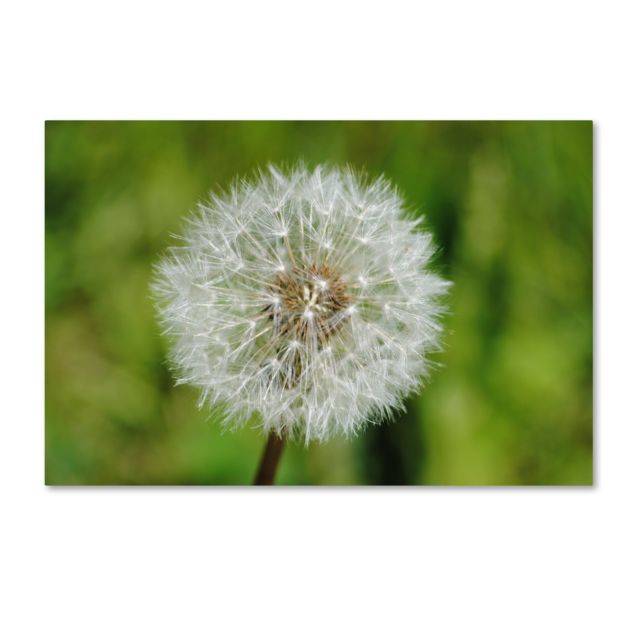 Trademark Fine Art Make a Wish by Monica Mize Photographic Print on