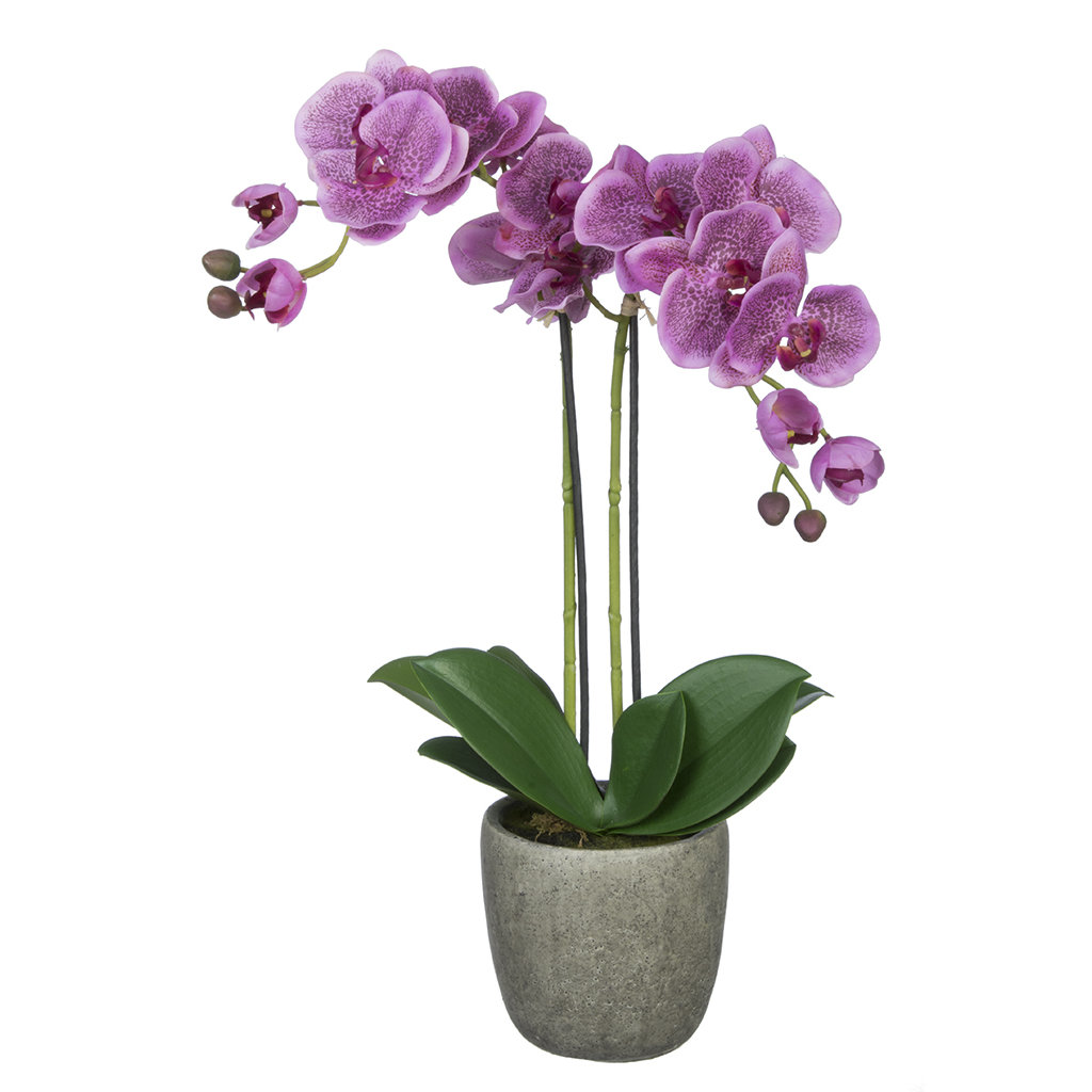 House of Silk Flowers DoubleStem Orchid in Gray StoneLook Vase & Reviews Wayfair