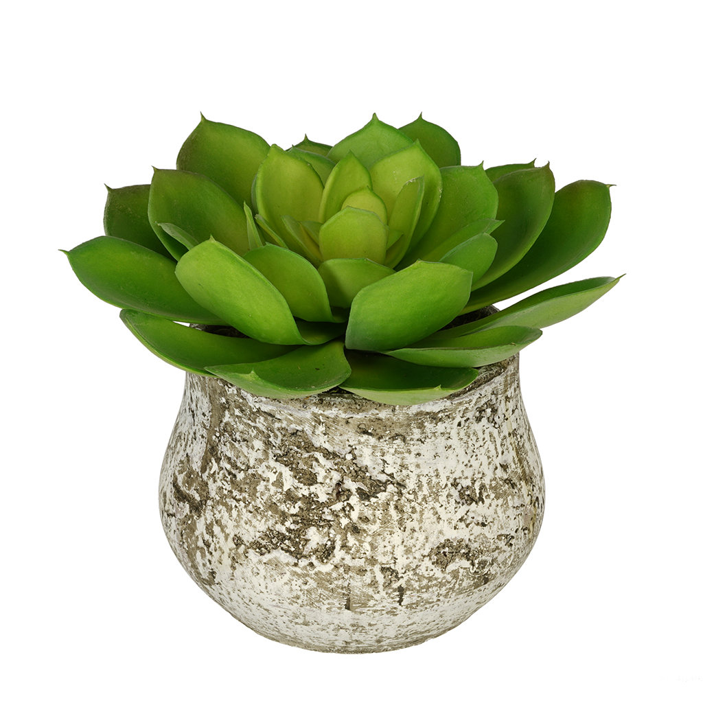House of Silk Flowers Artificial Echevaria Succulent Desk Top Plant in