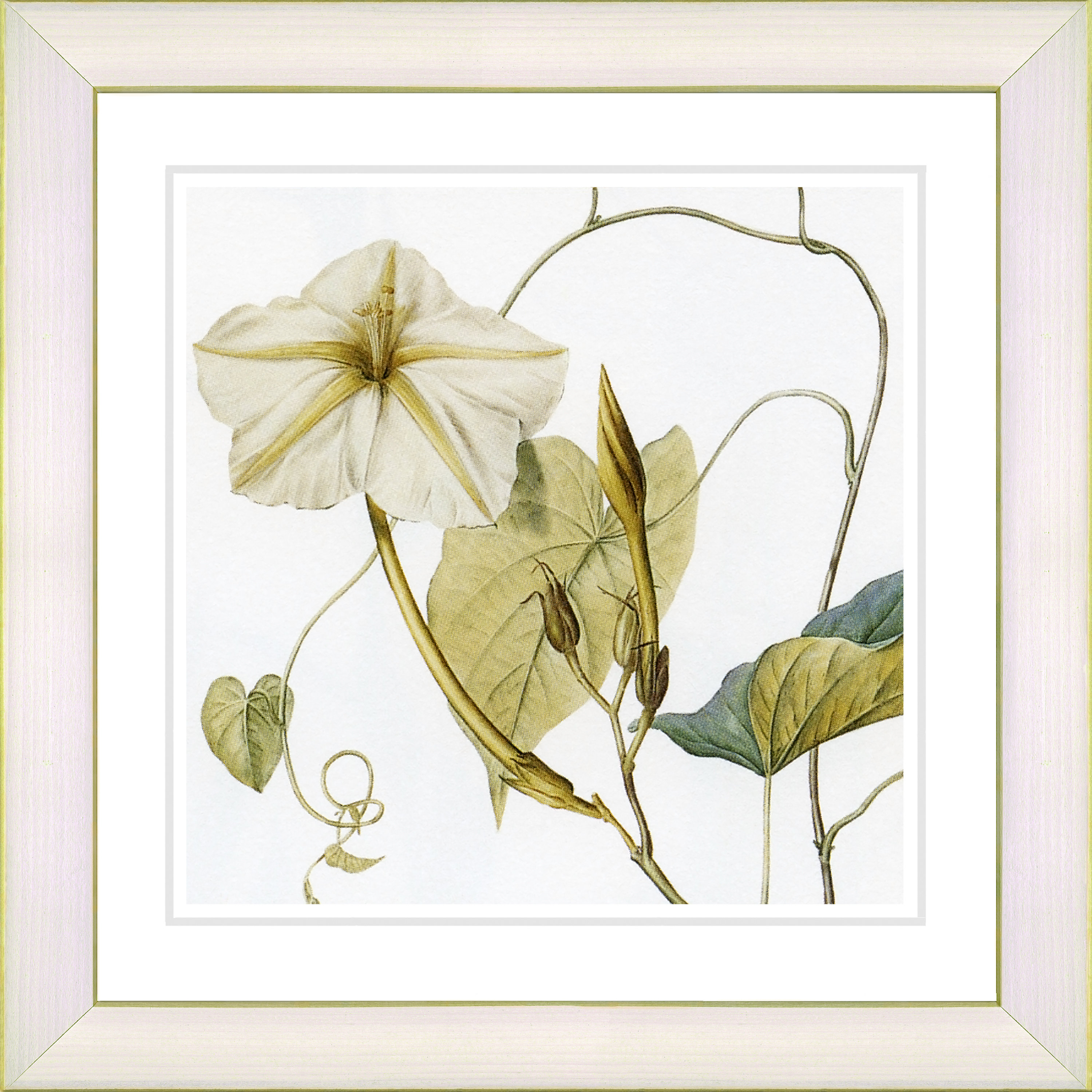 framed vintage botanical prints framed vintage botanical prints